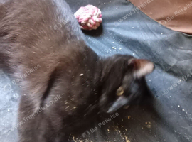 young male cat/kitten neutered &pound;30