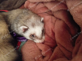 Missing Ferret