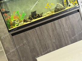 Yellow lab cichlids