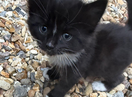 Kittens for Sale