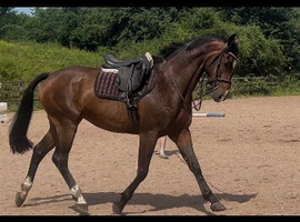 4yo gelding