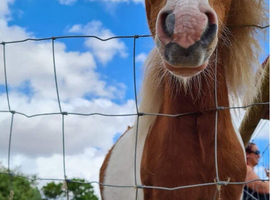 Stallion Shetland miniature horse