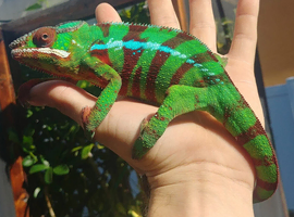Tame & Friendly Male Veiled Chameleon