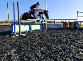 Looking for a cheep youngster cob to be a projects pony