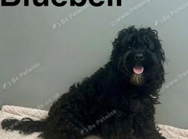 F1b cockapoo boys ready for a family now
