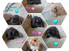 Mini lop 3 girls 4 boys left
