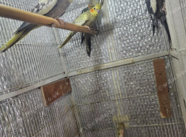️ I Have Beautiful Variety of Birds starting from &pound;20️