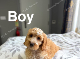 Drizzle lovely light cockapoo boys ready now