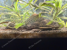 Sailfin Plecoa