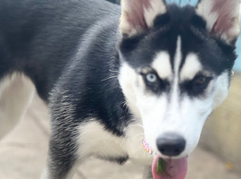 Laika 26 weeks old. offers available