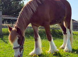3 year old TGCA Cob gelding unbroken