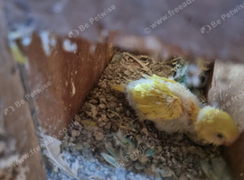 2026 budgies