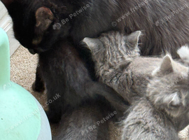 Female black kittens