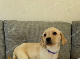 Girl labrador puppy