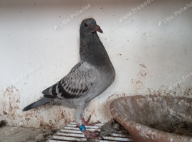 Racing pigeons
