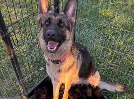 German Shepherd Puppies for sale
