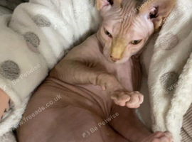 Male black-and-white (bicolor) Sphynx kitten with blue eyes