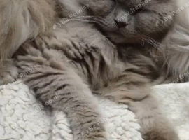 British Longhair Boy Neutered