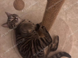 british shorthair x kitten