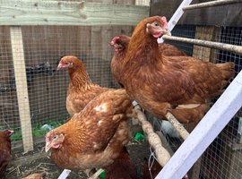 black tail & black cooper marans 20 weeks old