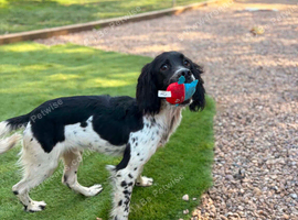 Springer spaniel dog 8 months old