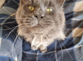 Male blue mainecoon