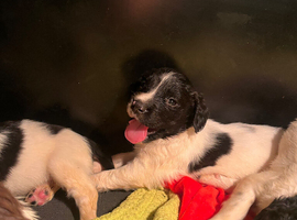 Springer Spaniel Puppies