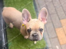 Beautiful French bulldog female