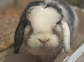 Pair of Bonded neutered female mini lops &pound;100