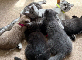 Reduces in price Scottish fold kittens