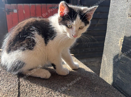 Last kitten ready now