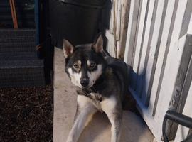 meet narla