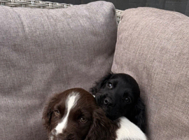 2 beautiful cocker spaniel pups