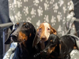 Beautiful miniature Dachshund