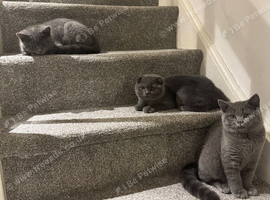 Beautiful Purebred Scottish Fold Male Kittens