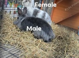 1 male black lionhead