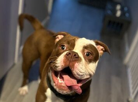 Old english bull dog ( Buster )
