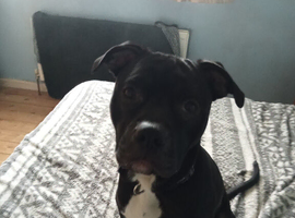 9 months old male black and white chest