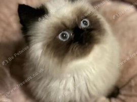 stunning Himalayan Persian Kittens