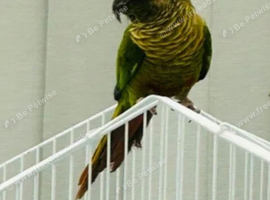 Maroonbellied Conure