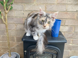 Gorgeous mainecoon