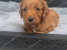 Cockapoo Puppies