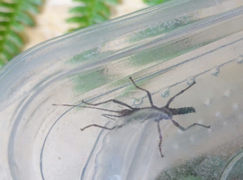 Black Beauty Stick Insect Nymphs (Peruphasma Schultei) 5-10 Approx.