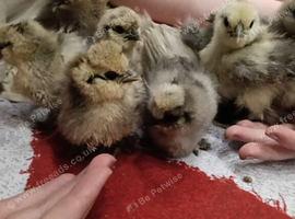 Silkie chicks