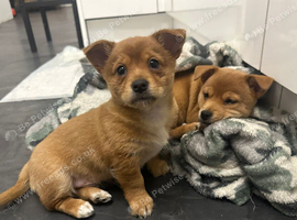 2 baby's looking for forever home