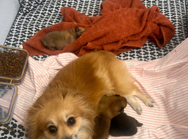 Pomeranian Puppies