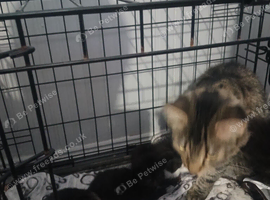 3 fluffy kitties