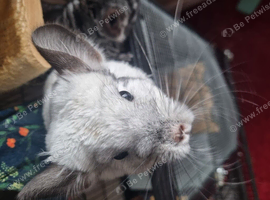 2 female chinchillas with cage