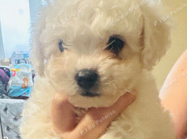 KC Bichon Frise Puppies Champion Bloodlines