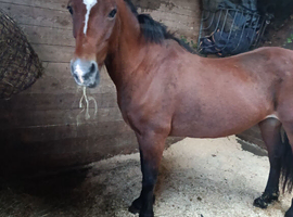 16 year old brood mare